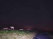 Schafe untern Sternenhimmel