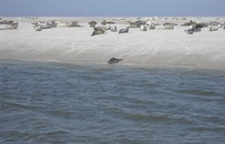 Seehunde auf Norderoogsand